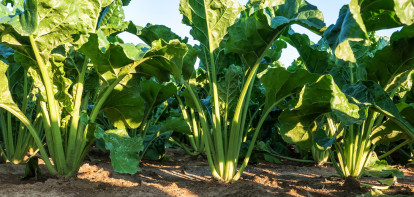 suikerbieten suiker bietenplant bietenveld