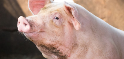 Tik op varkensmarkt: Vion en Tönnies verlagen prijs