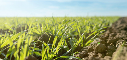 akkerbouw tarweveld tarwe - agri