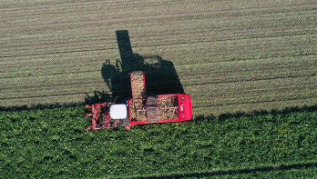 Bietenoogst op het land, waarbij suikerbieten worden geoogst.