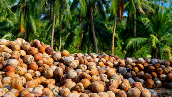 'Kokosolie wordt ook dit jaar duurder' 