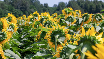 Veld met zonnebloemen voor de productie van zonnebloemolie, eetbare olie