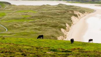 koeien ierland