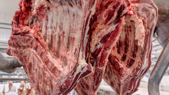 Runderkarkassen hangen in een slachthuis klaar voor verwerking