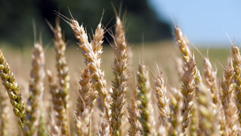 tarwe - food tarwe - agri