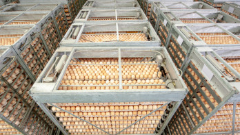 Grote hoeveelheden eieren opgestapeld in metalen kratten voor opslag of transport in de eierindustrie.