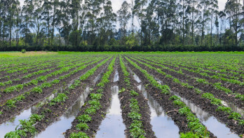aardappelen wateroverlast