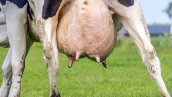 Uier van een melkkoe, melking en melkveehouderij