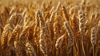 Gouden tarwe op een akker in de zomer