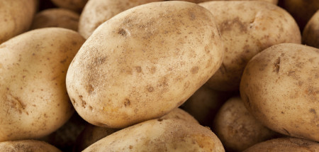 aardappelen akkerbouw aardappeloogst aardappelbewaring