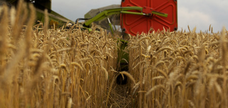 akkerbouw tarweveld graanoogst combine tarwe - agri