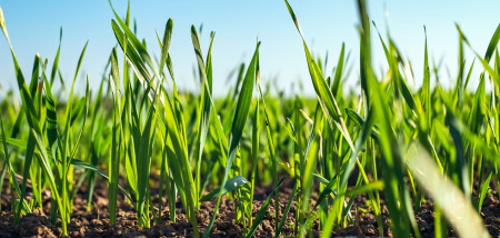 akkerbouw voorjaar tarweveld tarwe - agri graan - agri