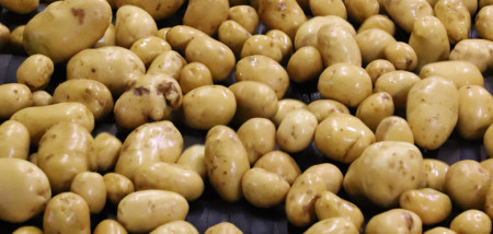 aardappelen aardappelverwerking