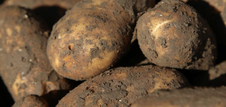 aardappelen Innovator consumptieaardappelen