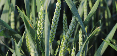 tarweveld tarwe - agri