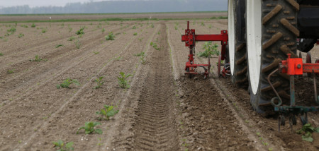 aardappeloogst aardappelbewaring suikerbieten Onkruidbestrijding