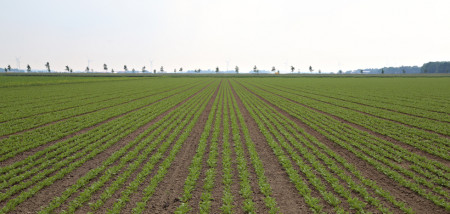 groente rode biet Industriegroente