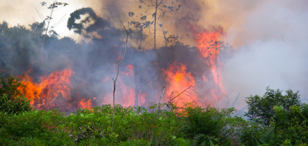 brazilie Amazone Boerenbusiness