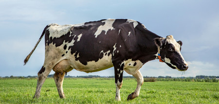 koeien weidegang