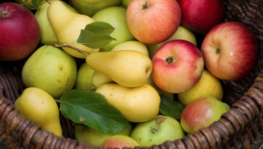 Boerenbusiness appels fruit