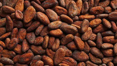 Cacao