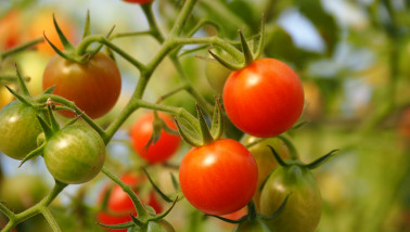 groente Tomaten