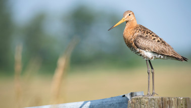 Weidevogel