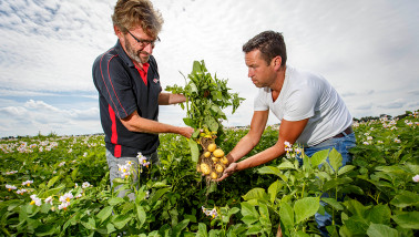 aardappelen Albert Heijn