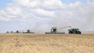 australie Kurstjens tarwe - agri graan - agri