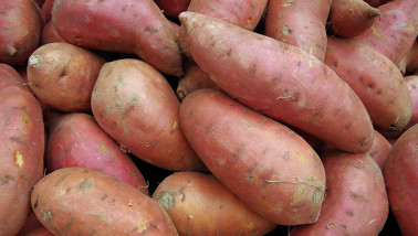 aardappelen Boerenbusiness