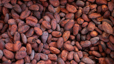 Cacao