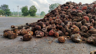 Palmolie-oogst op een plantage