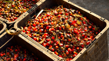 Palmolie-oogst op een plantage