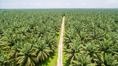 Palmolieplantage, met rijen oliepalm bomen