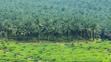 Palmolieplantage, met rijen oliepalm bomen