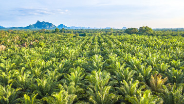 Palmolieplantage, met rijen oliepalm bomen