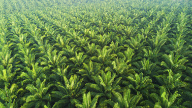 Palmolieplantage, met rijen oliepalm bomen