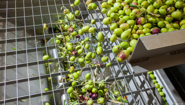 Productie van olijfolie