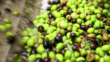 Productie van olijfolie