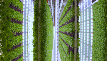 Walmart vertical farming