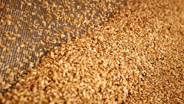 graankorrels graanverwerking graan - food