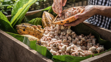 Cacao