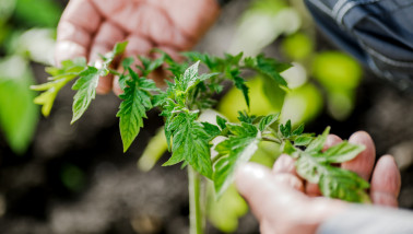 Groene tomatenplant