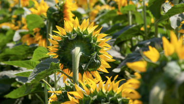 Veld met zonnebloemen voor de productie van zonnebloemolie, eetbare olie