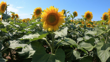Veld met zonnebloemen voor de productie van zonnebloemolie, eetbare olie