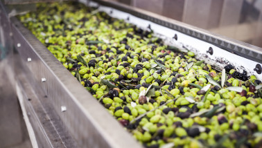 Verse olijven klaar voor de productie van olijfolie.