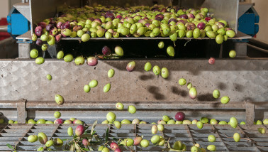 Productie van olijfolie