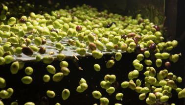 Productie van olijfolie