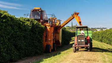 Koffiebonen aan de koffiestruik