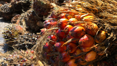 Palmolie-oogst op een plantage